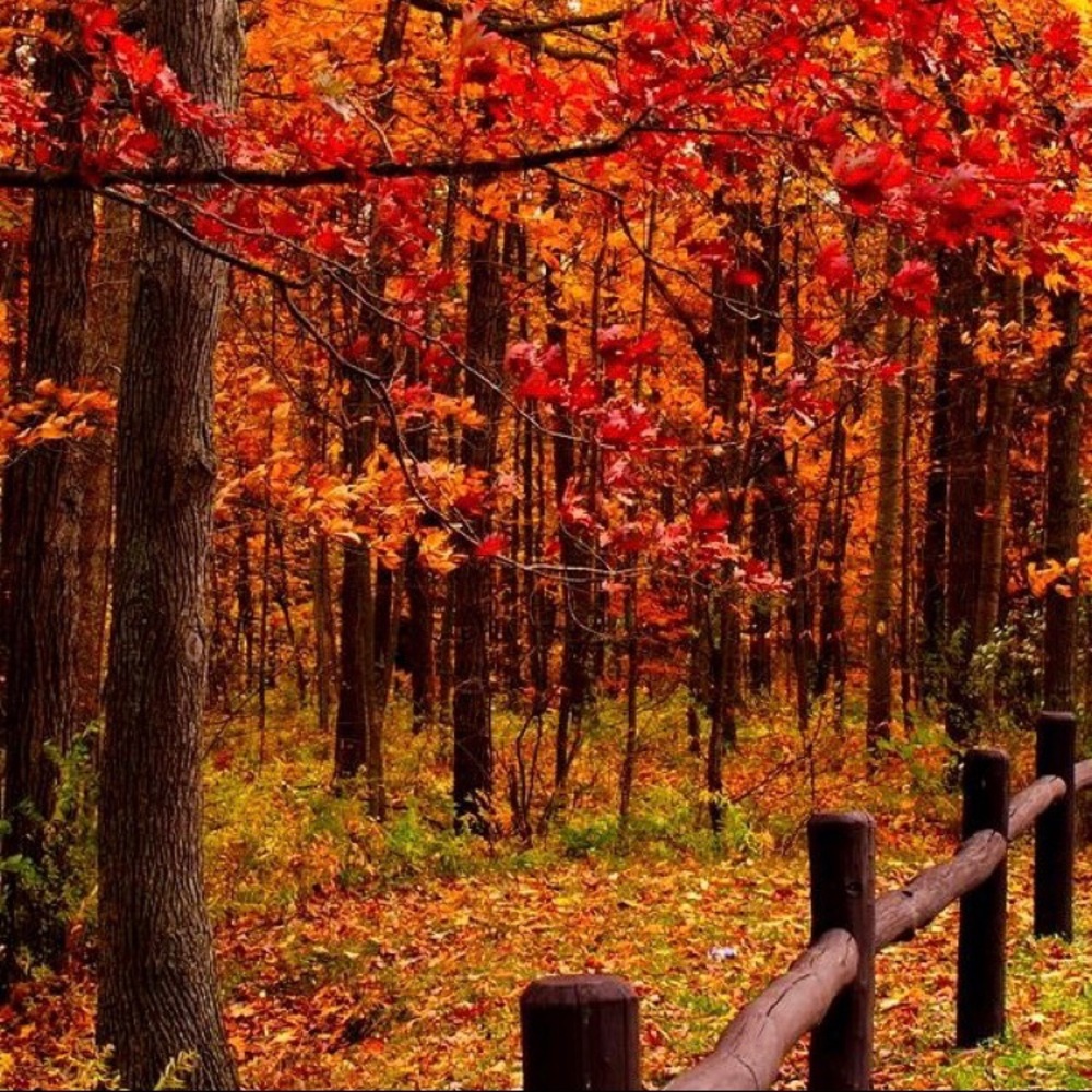 Fall sales!
